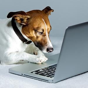 Dog using Laptop